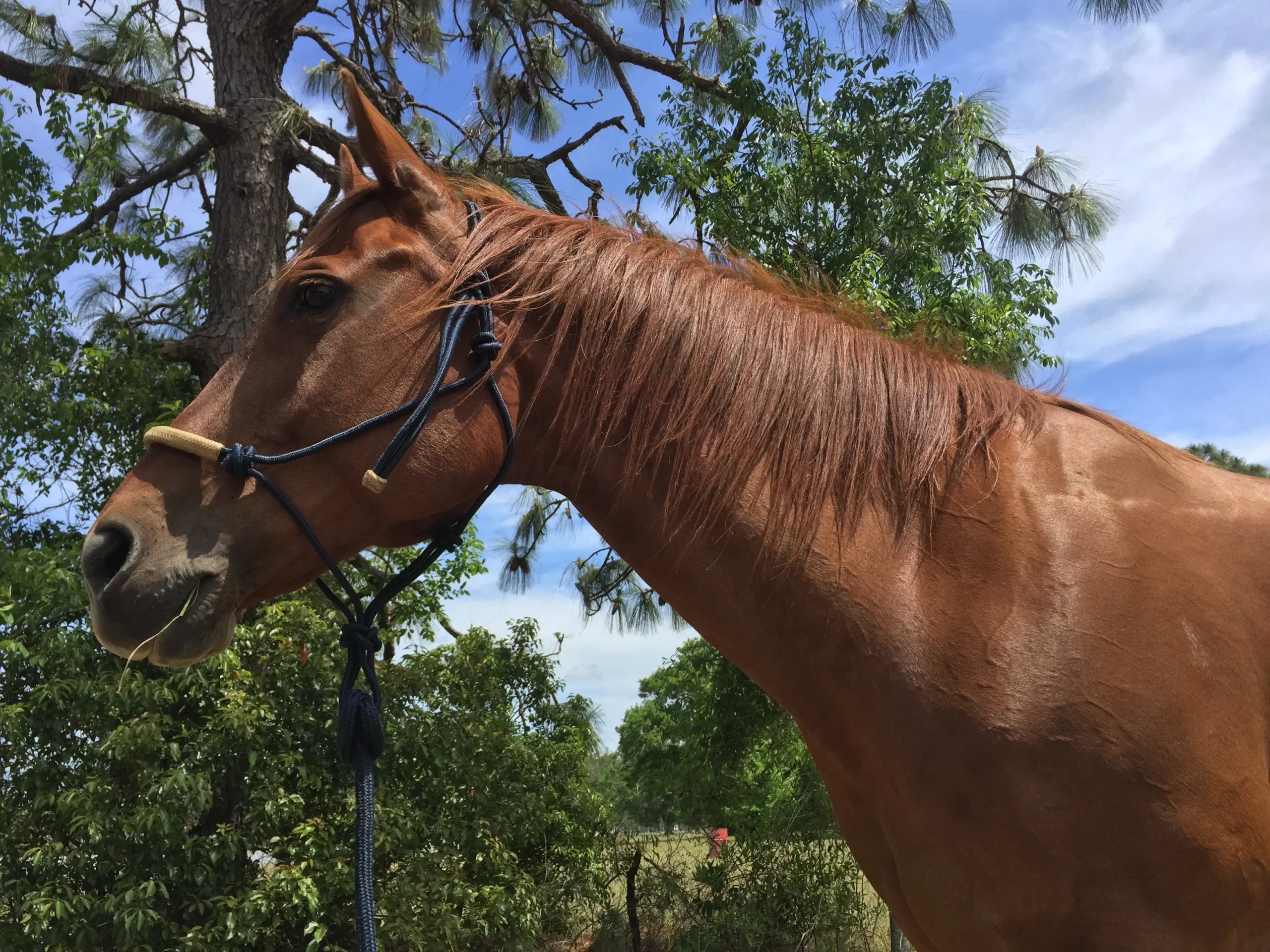 Horse Leasing at AAA equestrian