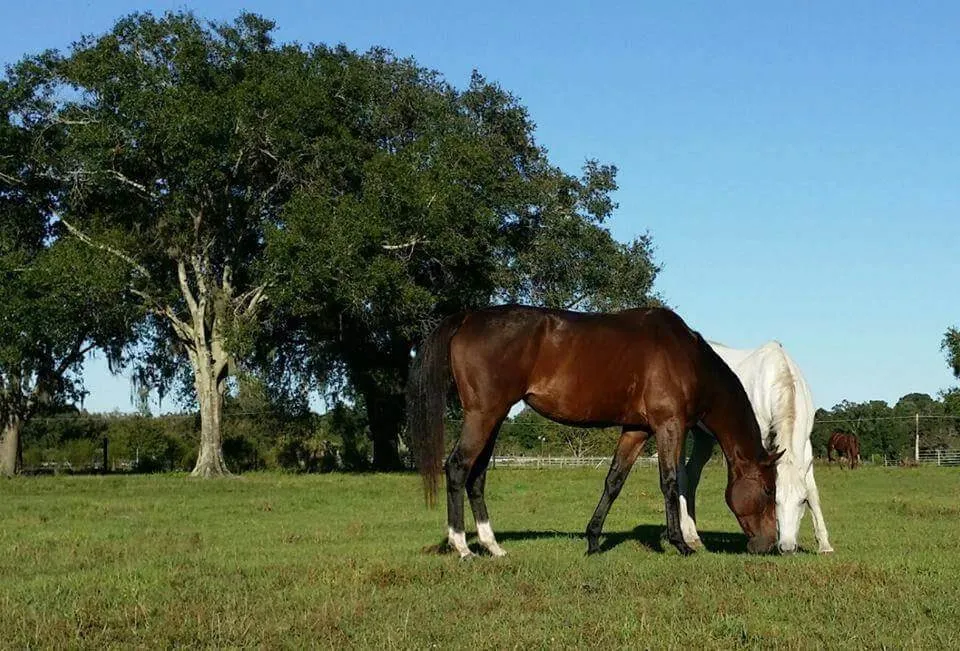 White and brown horse eating grass at AAA Equestrian